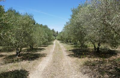 Olive, Huile D'olive Et Histoire Familiale  Barbentane
