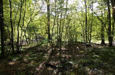 Participez À Une Sortie Nature Sur Les Coulisses De La Forêt Domaniale Du Temple à Piney