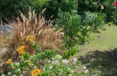 Patrimoine et  Mmoire des plantes endmiques de Guadeloupe  Le Moule