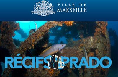 Plonges Immersives Sur Les Rcifs Artificiels Du Prado  Marseille