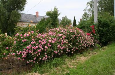 Roseraie Loubert  Gennes-Val-de-Loire