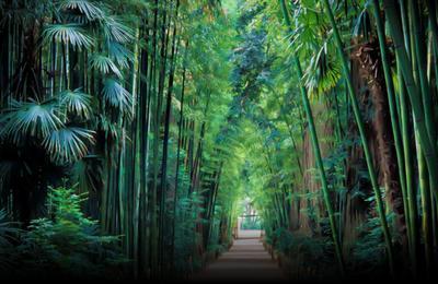 Suivez le guide  la Bambouseraie en Cvennes  Generargues