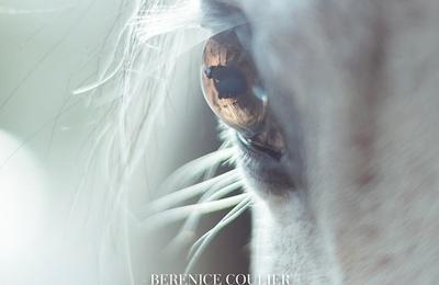 Un Autre Regard sur le Cheval  Le Pin au Haras