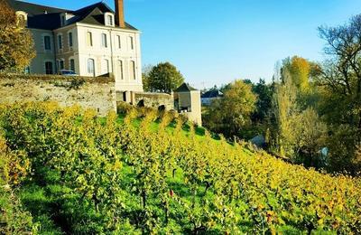 Visite commente de la vigne par l'association VEVA  Angers