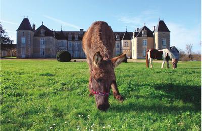 Visite costume au Chteau de Panloy  Port d'Envaux