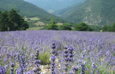 Visite de la distillerie de lavande  La Faurie