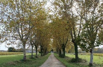 Visite du domaine de Sentout prsente par des vignerons paysans  Lignan de Bordeaux