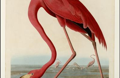 Visite exposition : Jean-Jacques Audubon, Birds of America  Niort