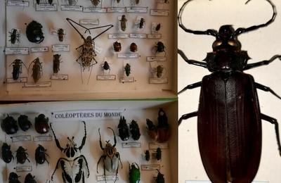 Visite guide de la salle des insectes  Broglie