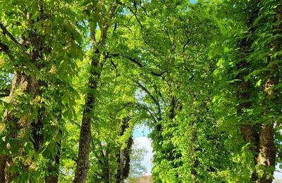 Visite guide des jardins et de l'atelier du peintre  Labastide du Vert