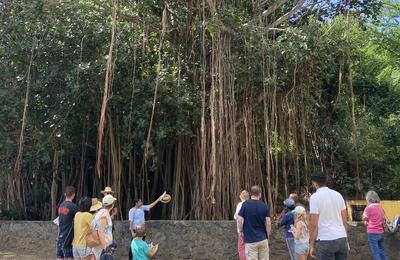 Visite guide du parcours botanique Mtissage vgtal  La Possession