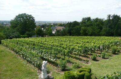 Visite guide du vignoble de Sucy-en-Brie