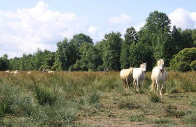 Visite guide : la gestion cologique du marais  Briouze