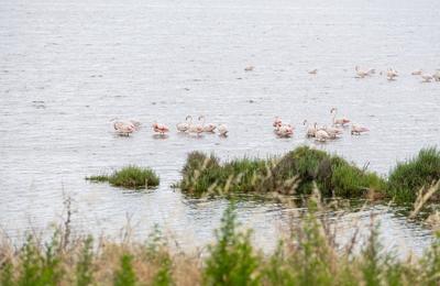 Visite guide : Le charme de la nature  Palavas les Flots