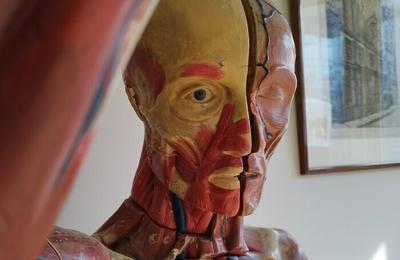 Visite libre du muse d'Anatomie  Le Neubourg