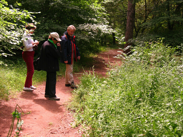 Le latin dans votre jardin  Frejus