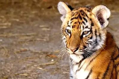Vivre avec les Tigres du Bengale  La Ciotat