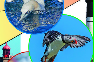 Salon de photographie animalière Oiseaux de la Mer d'Iroise et du littoral à Camaret sur Mer
