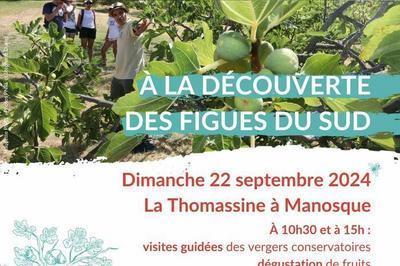 A la dcouverte des figues du Sud  la Thomassine  Manosque