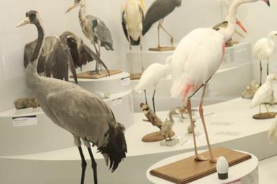 A la dcouverte des oiseaux migrateurs  Troyes