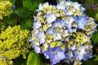 A la dcouverte des plantes du Jardin Au bout de la lande  Plevin