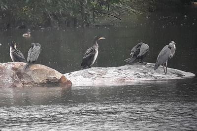 
 la dcouverte du patrimoine naturel et de sa biodiversit sur un tang de Grand Paris Sud  Cesson