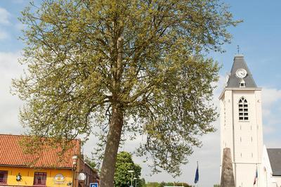 A La Rencontre Des Arbres D'ascq Et Annappes à Villeneuve d'Ascq