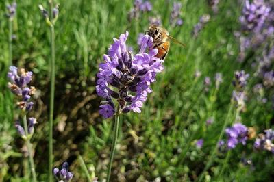 Animation autour des abeilles et de la ruche  Chemill-en-Anjou