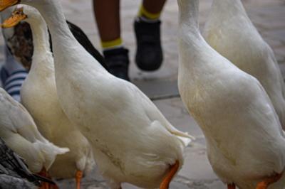 Animaux de la ferme au Muse du Terroir  Villeneuve d'Ascq