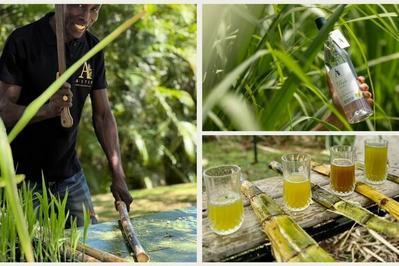 Atelier autour de la canne  sucre des Rhums   Le Francois