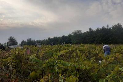 Atelier-confrence autour de la vigne et du vin de terroir, suivi d'une dgustation  Lezat sur Leze