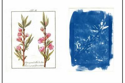 Atelier cyanotype, de la fleur au fruit  Paris 7me