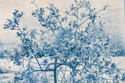 Atelier : cyanotype onirique  Elbeuf