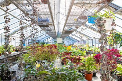 Atelier de bouturage et visite des serres municipales  Reims