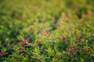 Au dtour d'une balade :  Les plantes sauvages !  Poitiers