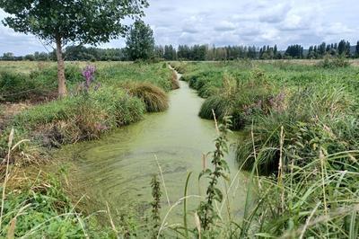 Circuit : dcouverte du marais communal  Le Mesnil Sous Jumieges