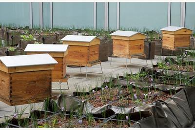 Confrence du rucher de l'ima -   les abeilles, le patrimoine de l'humanit   Paris 5me