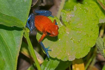 Confrence : Les couleurs de la nature   Nimes