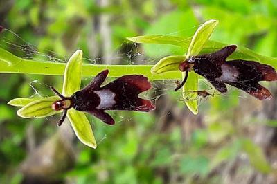 Confrence : Orchides Et Plantes Rares Du Calvados  Fontaine Etoupefour