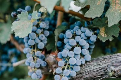 Confrence sur l'histoire de la vigne et de la culture du vin  Grimaud