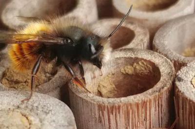 Confrence sur les abeilles sauvages  Porcieu Amblagnieu