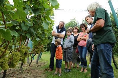 De la vigne au vin : coteau du braden à Quimper