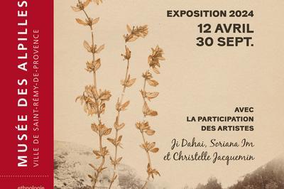 Exposition herbes au bord du chemin, botanique, arts, vertus  Saint Remy de Provence