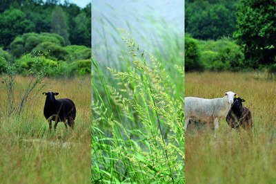 Dcouverte de la rserve naturelle de l'tang des Landes  Lussat