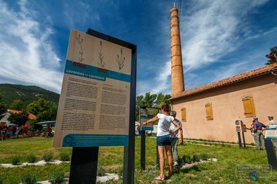 Dcouverte des plantes aromatiques et mdicinales au muse de la Distillerie  Barreme