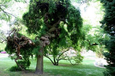 Dcouvrez le patrimoine historique et vgtal d'un jardin botanique  Montigny les Metz