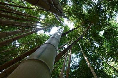 Dcouvrez Plus De 55 Varits De Bambous Au Parc Botanique !  Matha