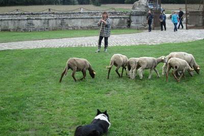 Dmonstration de chiens de berger  Bouray sur Juine