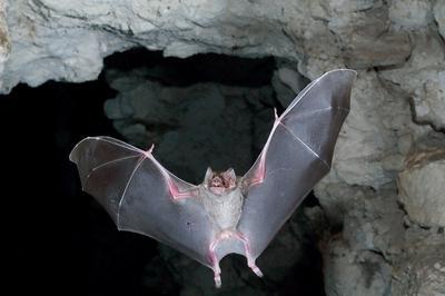 Dmonstration : nuit de la chauve-souris  Radepont