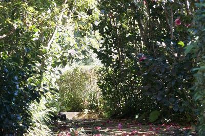 Des plantes et des hommes. Dcouverte d'un jardin crole ancien du Brl  La Montagne